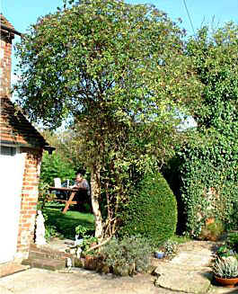 Tea in the garden on a bright sunny day - a rarity in England!