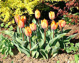 In walking around the house, I particularly noticed displays of Tulips gathered from the walled garden.
