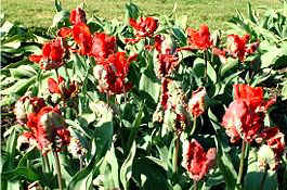 Tulips became very popular in the seventeenth century when delightful varieties of colourful Tulips were breed and prized. 